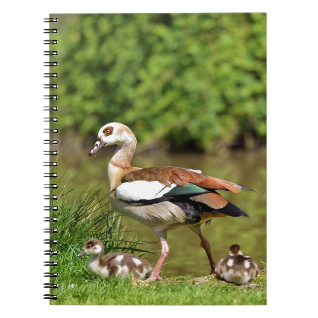 Egyptian Geese and chicks Notebook (Front)