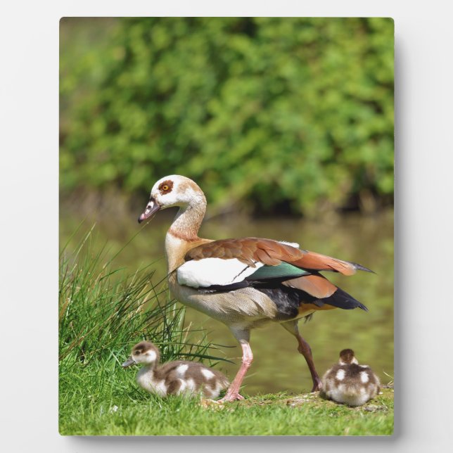 Egyptian Geese and chicks Plaque (Front)