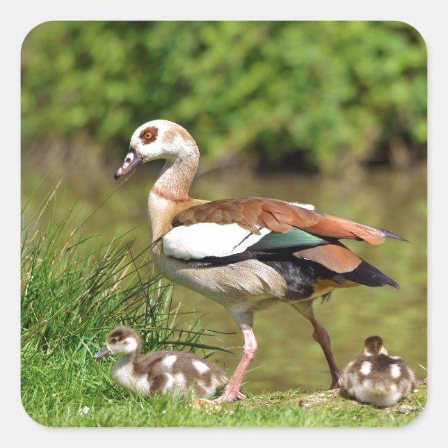 Egyptian Geese and chicks Square Sticker (Front)