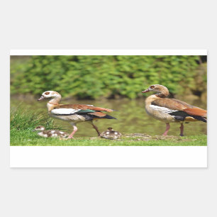 Egyptian Geese and chicks Sticker
