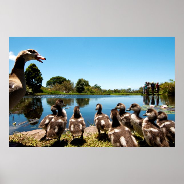 Egyptian geese poster (Front)