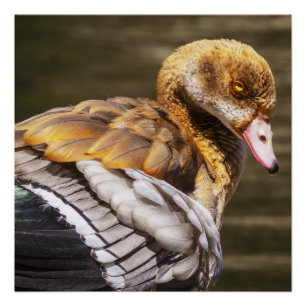 Egyptian Goose Close-Up Wildlife Bird Nature Art Poster