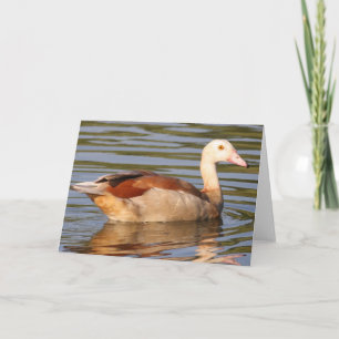 Egyptian Goose Greeting Card