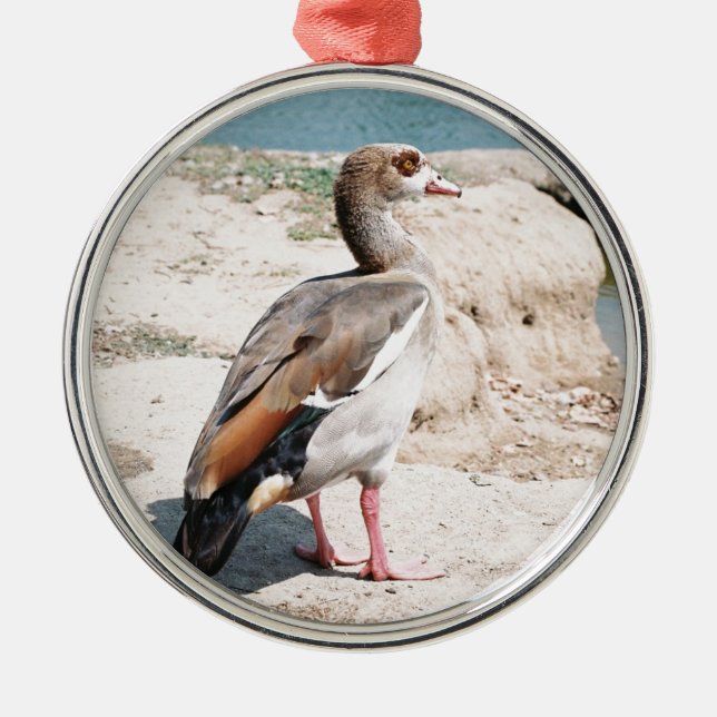 Egyptian Goose Metal Ornament (Front)