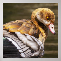 Egyptian Goose Wall Art | Wildlife Bird Print