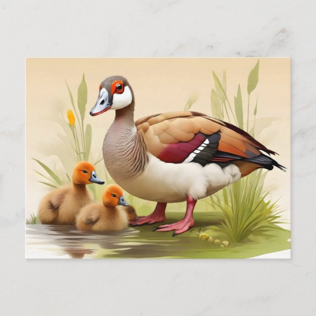 Egyptian Goose with ducklings Postcard (Front)