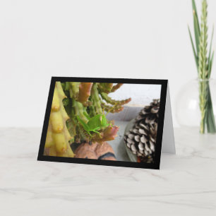 Egyptian Grasshopper Nymph on Carrion Cactus Plant Card