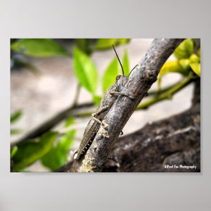 Egyptian Locust on Branch Poster