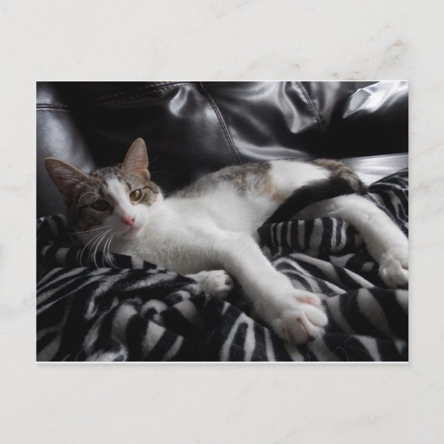 Egyptian Mau Mix Pretty cat Postcard (Front)