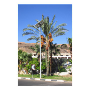 Egyptian palm trees   photo print
