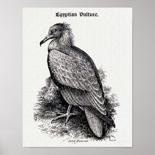 "Egyptian Vulture" Vintage Illustration Poster