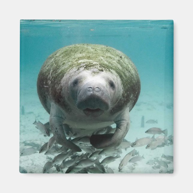Eh bien Bonjour là Magnet Manatee (Devant)