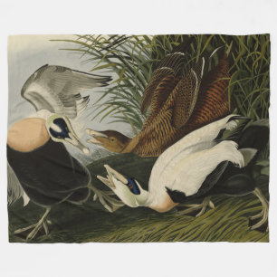 Eider Duck, Common Eider, Audubon Birds of America Fleece Blanket