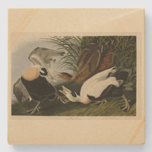 Eider Duck, Common Eider, Audubon Birds of America Stone Coaster