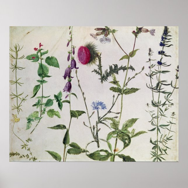 Eight Studies of Wild Flowers Poster (Front)