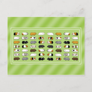 Eine Postkarte mit Meerschweinchen Postcard