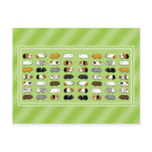 Eine Postkarte mit Meerschweinchen