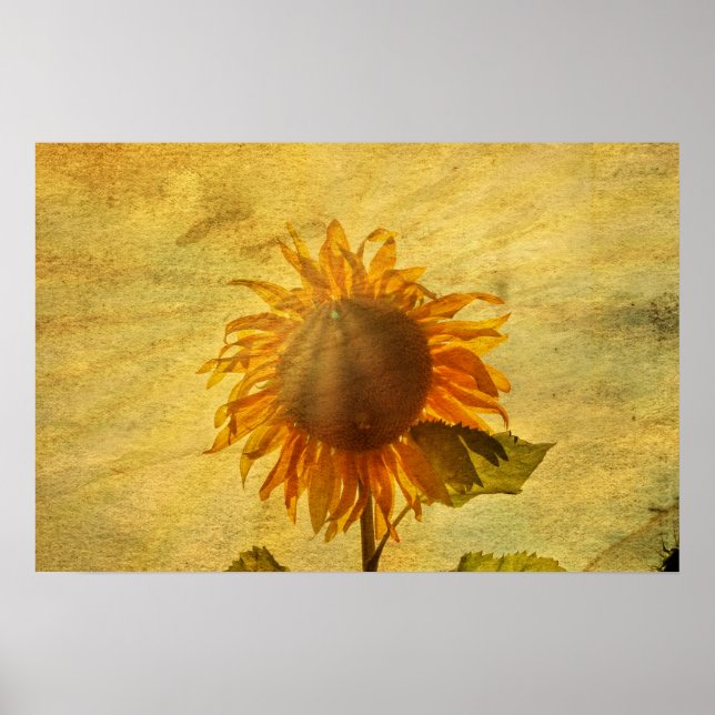 Eine Sonnenblume Poster (Front)