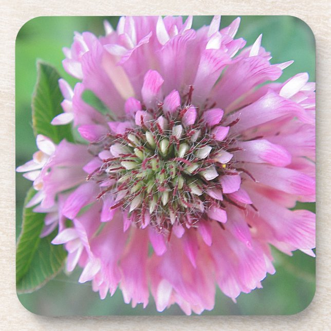 Einzigartige rosa Blüte Coaster (Front)