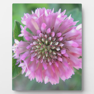 Einzigartige rosa Blüte Plaque