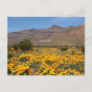 El Paso Poppies Postcard