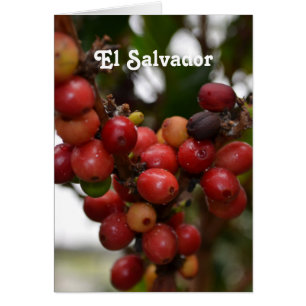 El Salvador Coffee Beans