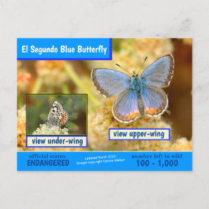 El Segundo Blue Butterfly is endangered -3/2020 - Holiday Postcard