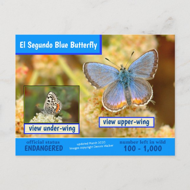 El Segundo Blue Butterfly is endangered -3/2020 - Holiday Postcard (Front)