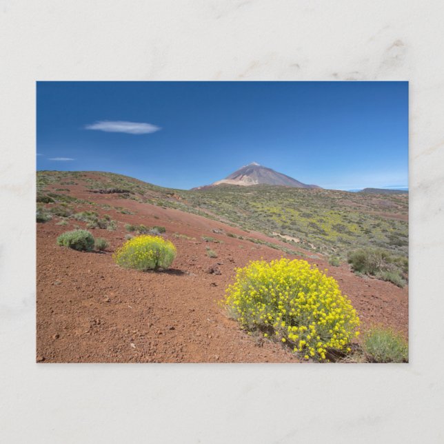 El Teide in Springtime Postcard (Front)