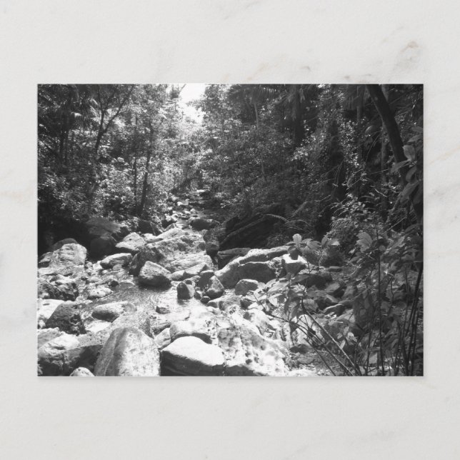 El Yunque National Rainforest Postcard (Front)