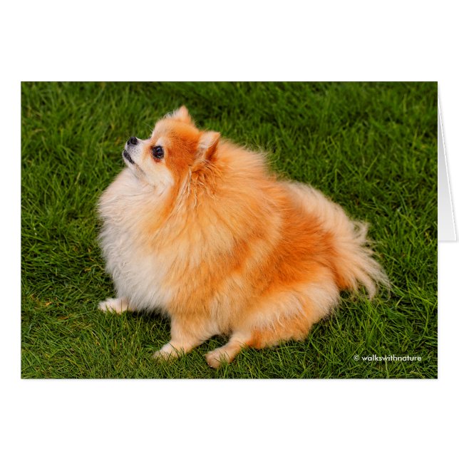 Ela, reine Pom de la pelouse (Devant horizontal)