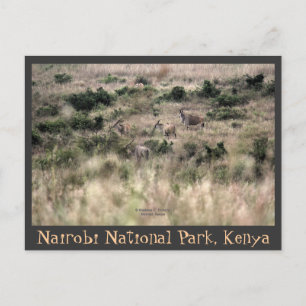 Eland Antelopes at Nairobi National Park, Kenya Postcard