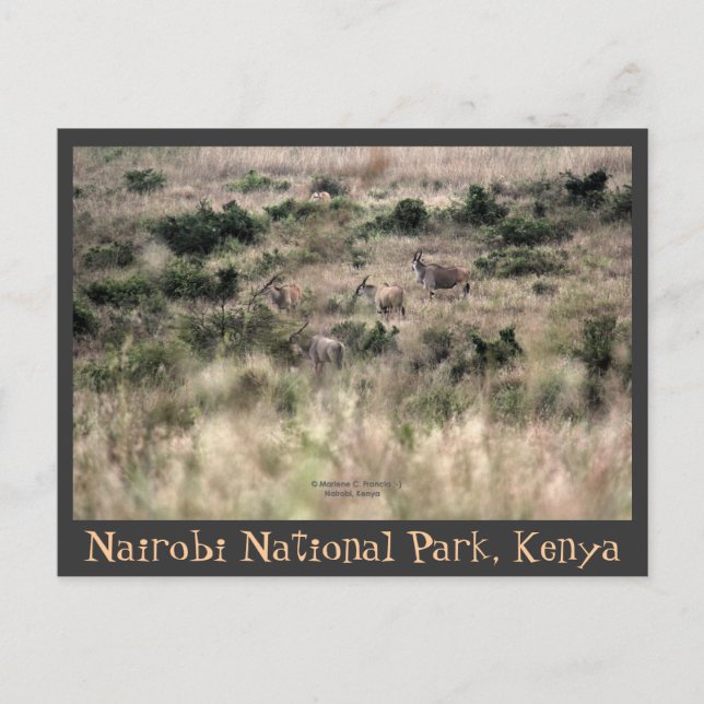 Eland Antelopes at Nairobi National Park, Kenya Postcard (Front)