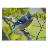 Élargissement de la photo Blue Jay