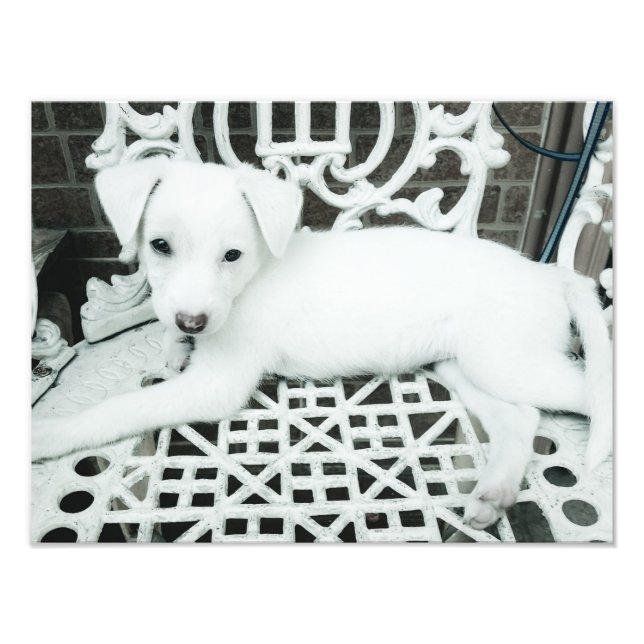 Elargissement de la photo de chiot blanc adorable (Devant)