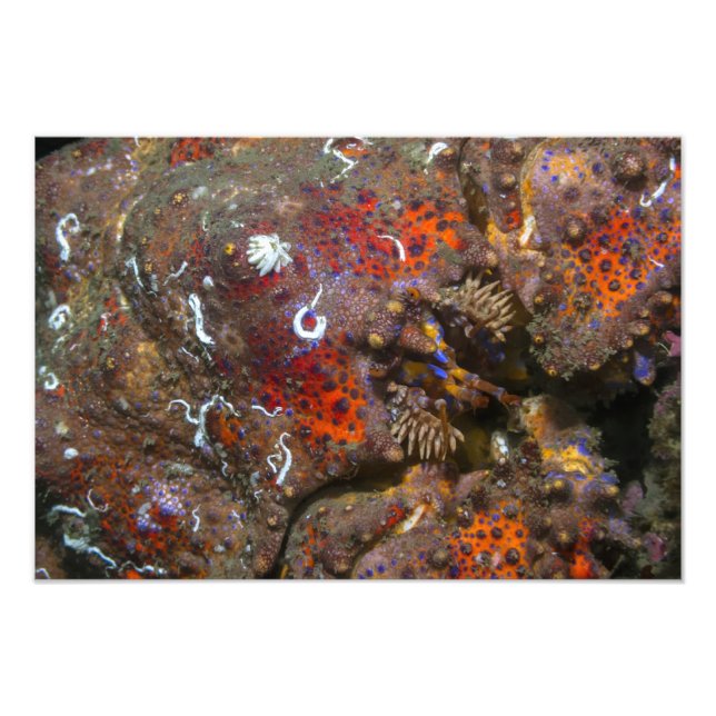 Élargissement de la photo de crabe Puget Sound Kin (Devant)