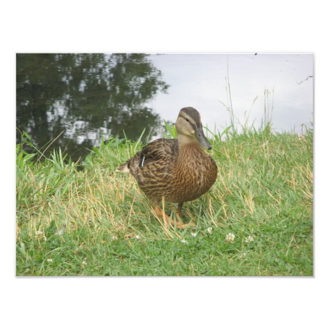 Élargissement de la photo de Mallard Duck (Devant)