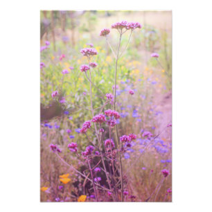 Élargissement de la photo de Verbena
