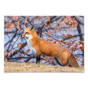 Élargissement De La Photo Fox, Feuille Et Fog