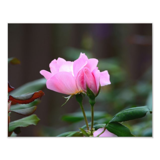 Élargissement de la photo Rose (Devant)