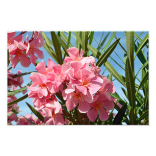 Élargissement rose de photo d'oléandre