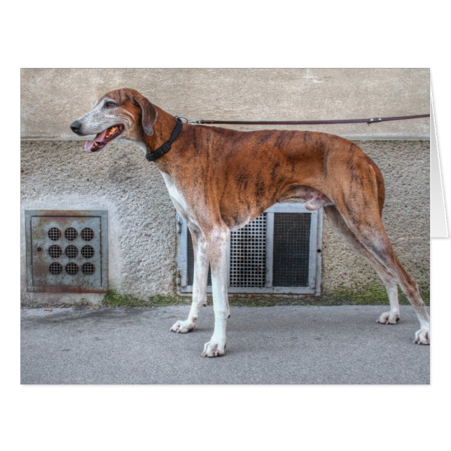Elder Brindle Greyhound (Front Horizontal)