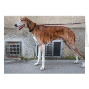 Elder Brindle Greyhound
