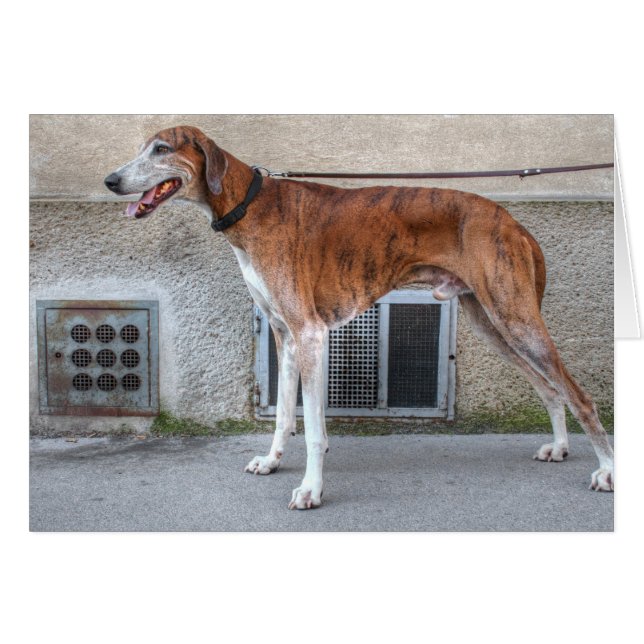 Elder Brindle Greyhound (Front Horizontal)