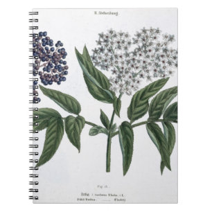 Elder, fig. 13 from 'The Young Landsman', publishe Notebook