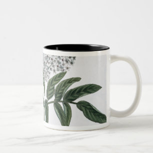 Elder, fig. 13 from 'The Young Landsman', publishe Two-Tone Coffee Mug