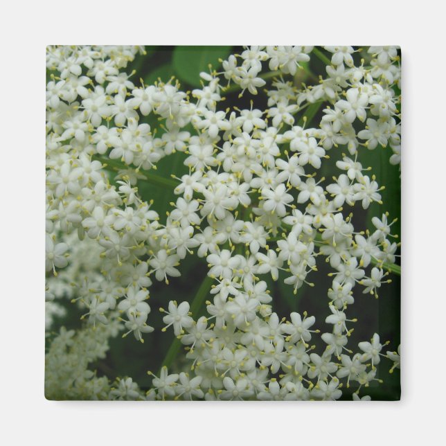 Elderberry Blossoms Magnet (Front)