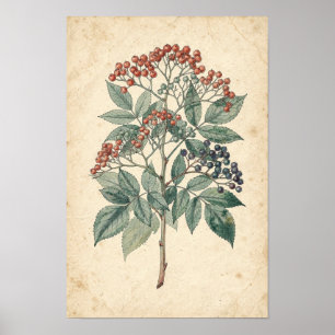 Elderberry Branch Botanical Study Poster