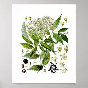 Elderberry Elegance: A Vintage Botanical Poster