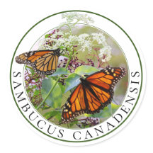 Elderberry Sambucus and Monarch Butterfly